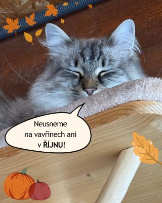 🐱 Věděli jste, že kočičky prospí až 16 hodin denně? 💤 Ano, taky jim tiše závidíme 😊, ale o spánku dnes řeč nebude! My...