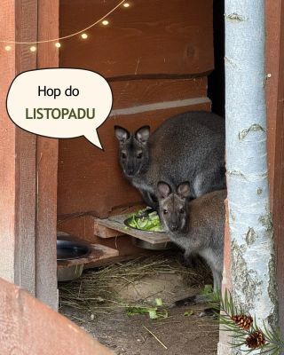 S radostí, pomalu a jistě skáčeme do vánoční nálady! 🦘 Skočte do ní s námi – rozsviťme společně vánoční stromeček,...