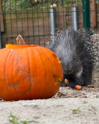 Děkujemeeee! 💚 Když jsme vás na konci září prosili o pomoc s dýněmi, nenapadlo nás, kolik z vás se do toho s takovou...