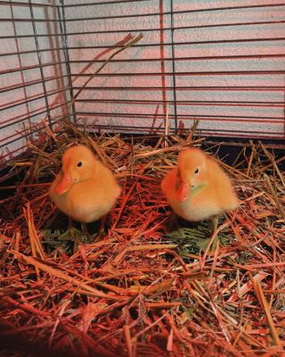 🐣 Minulý týden se nám narodila tahle malá žlutá klubíčka... 😍 Než kachňátka spatří opravdový svět, hřejí se zatím u své...