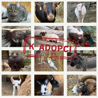 Zvířátka, která nemají své adoptivní rodiče. 🐾 Co si pod tím představit? Každé zvířátko z našeho farmaparku si můžete...