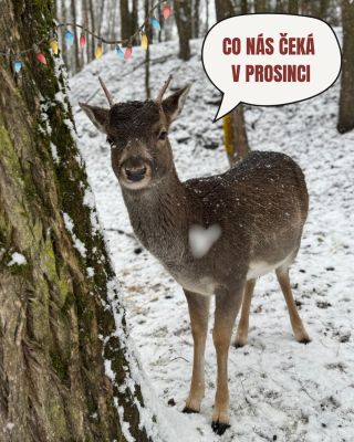 Co vás čeká ve Farmaparku u Toma v prosinci? KAŽDÝ DEN: 🍎 Komentované krmení v 11:00 a 15:00 (zdarma) KAŽDÝ VÍKEND: 🎨...