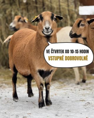 Ve čtvrtek 11. 12. necháme od 10 do 15 hodin vstupné zcela na vás. 😍 Do farmaparku míří tento čtvrtek Toulavá kamera,...