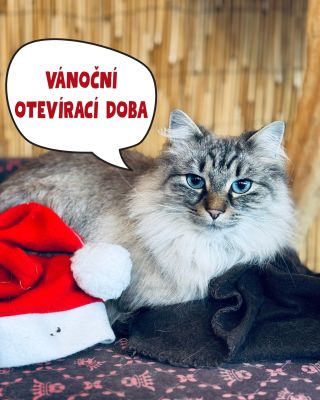 🎄 VÁNOČNÍ OTEVÍRACÍ DOBA ve Farmaparku u Toma🎄 22.–23. 12. 9:00–17:00 24. 12. 9:00–12:00 👉 Štědrodenní krmení zvířátek 🥕...